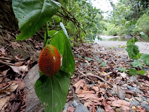 fruit ripening