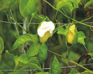 Male flowers