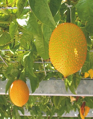 Unripe fruit