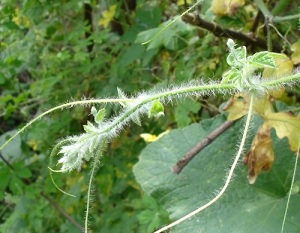 Hairs on new Bitter gourd vine