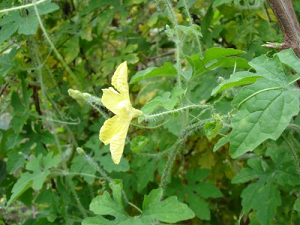 Back part of bitter gourd flower