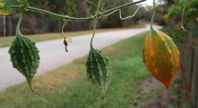 Three gourds on a vine