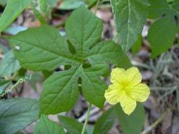 Bitter Gourd leaf and flower