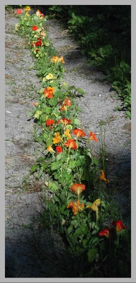 Naturalized garden plant