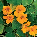 Ladybird Nasturtium Flower