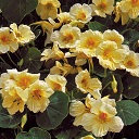 Milkmaid Nasturtium Flower