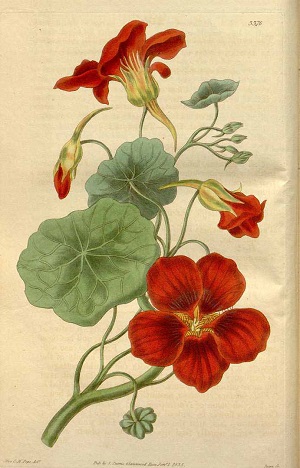 Tropaeolum majus L. Illustration, 1835