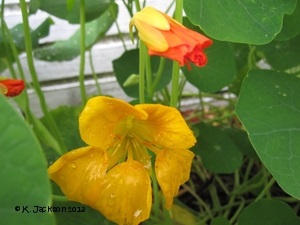 Nasturtium flowers and foliage