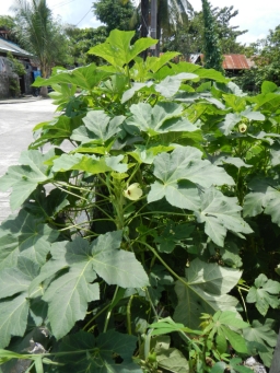 Okra Abelmoschus esculentus