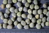 Seeds