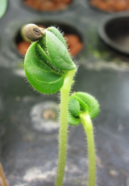 Okra seedlings