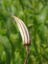 Lady finger. Dried okra