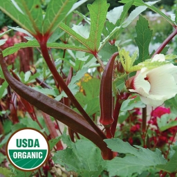 Okra cultivars