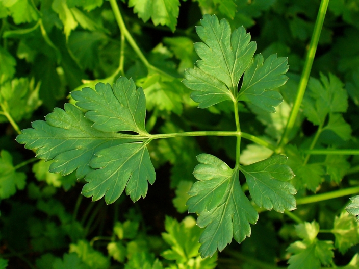 Efficient Parsley, Cilantro, and Tabbouleh Machine