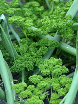 Parsley leaves close up