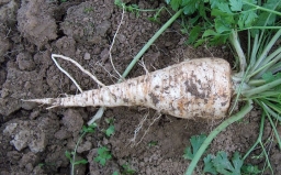 Petroselinum crispum var. tuberosum, le persil tubéreux. Halles centrales de Budapest.