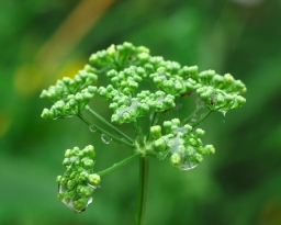 Photograph of an unopened flower head of Curly Parsleyen (Petroselinum crispum)