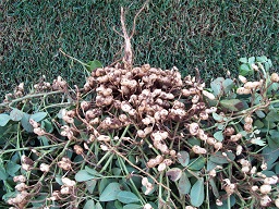 Drought-sensitive peanut yield from full irrigation