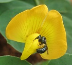 Small carpenter bee pollinating groundnut flower, A carpenter bee (Hymenoptera). Here in Pemba town of northern Mozambique