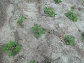 Young groundnut plants