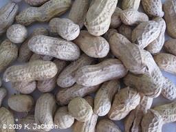 Jumbo peanuts with baking instructions