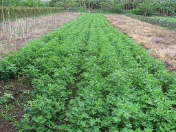 Arachis hypogaea (Peanut), crop