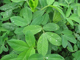 Arachis hypogaea (Peanut), crop