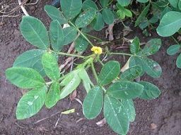 Arachis hypogaea (Peanut), Leaves and flower
