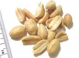 Peanuts (scale:1mm)