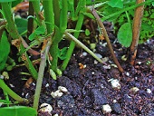 Arachis hypogaea, Fabaceae, Peanut, Groundnut, habitus; Botanical Garden KIT, Karlsruhe, Germany