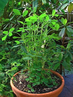 Arachis hypogaea, Fabaceae, Peanut, Groundnut, habitus