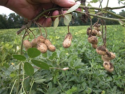 Peanut leaves and freshly dug pods Stuckey, South Carolina