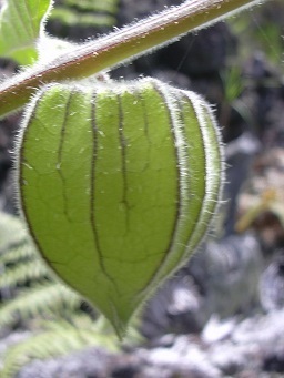 Physalis peruviana (Poha, Cape gooseberry), Fruit capsule, Auwahi, Maui, Hawai'i