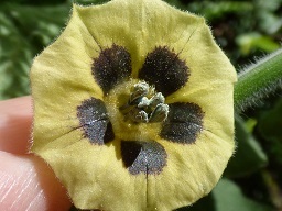 Physalis peruviana (Poha, Cape gooseberry), Flower, Hawea Pl Olinda, Maui, Hawai'ii