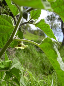 Physalis peruviana (Poha, Cape gooseberry) Flower, Auwahi, Maui, Hawaii.