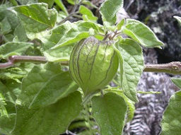 Physalis peruviana (Poha, Cape gooseberry) Fruit capsule, Auwahi, Maui, Hawai'i