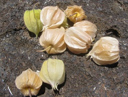 Physalis peruviana (Poha, Cape gooseberry) Fruit, Bubble Cave Haleakala National Park, Maui, Hawai'i