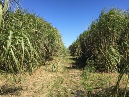 Sugarcane/energy cane seedlings