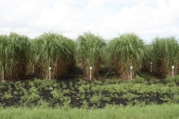 Sugarcane/energy cane field