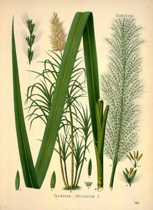 Saccharum officinarum L., sugarcane