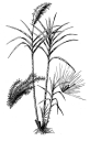 Saccharum officinarum L. - sugarcane