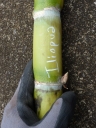 Saccharum officinarum (Ko, sugarcane). Hawaiian variety Iliopua