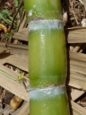 Hawaiian variety Iliopua, yellow green stems good for sugar chewing