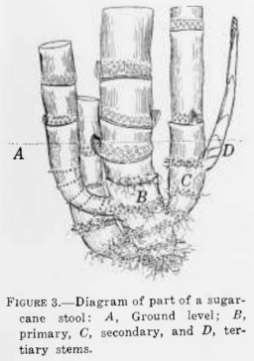 Diagram of part of a sugarcane stool