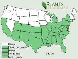 Occurrence of Saccharum L. in the United States