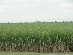 Sugarcane field in Belle Glade, Florida
