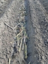 Sugarcane stalks in a furrow before being covered with soil