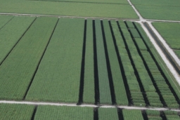 An aerial view of commercial sugarcane fields near Belle Glade, FL, June 2008. In the foreground are variety test plots managed by sugarcane growers for the purpose of evaluating promising germplasm lines, a process required for the release of new cultivars