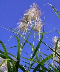 Sugarcane flowers, which produce seeds, are pictured in this November 2001 photo. Because seeds from a single sugarcane flower differ genetically, pieces of sugarcane stalk are planted, rather than seeds, to produce new plants that are genetically identical to the parent plant