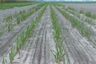 Sugarcane cultivar CPCL 97-2730 at early growth in sandy soil